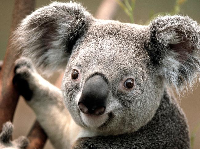 Koalas are one of the Macarthur region’s greatest treasures.