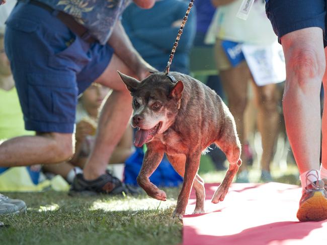 The star ... Quasi Modo walks along the red carpet before the start of the competition Picture: AFP PHOTO/JOSH EDELSON