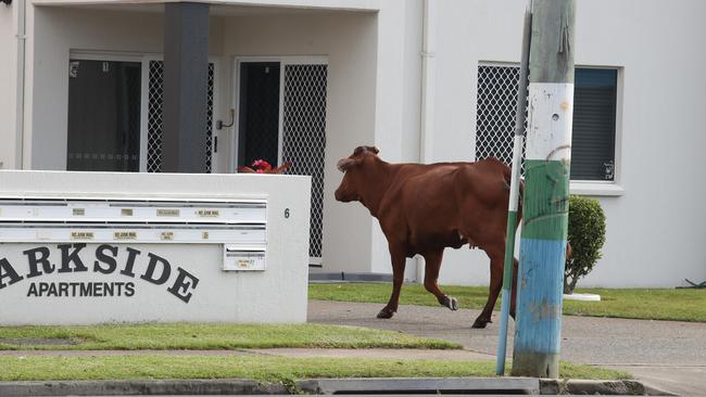 Cowchase