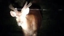 Deer shot through the antler in the Royal National Park. Picture: Sharon Davidson - Supplied