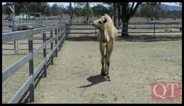 Australia's largest camel farm