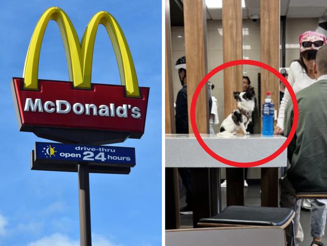 Bringing your dog to McDonald's could earn you a fine of as much as $1760. Picture: Supplied