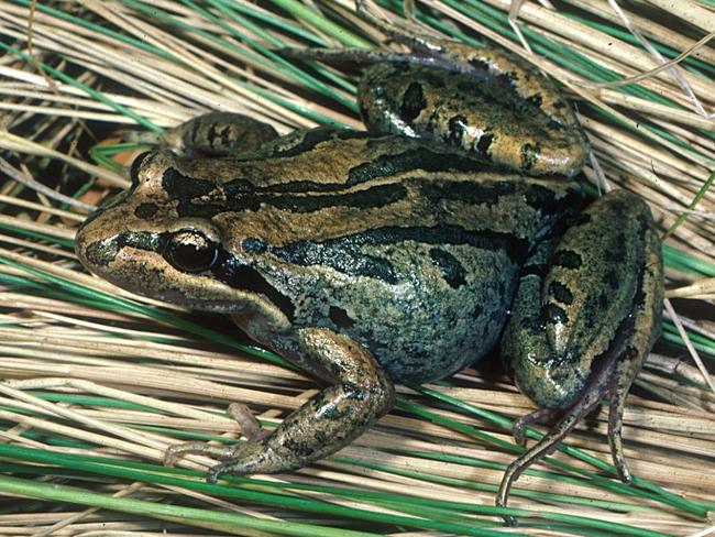 A striped marsh frog. Picture: Melbourne Water