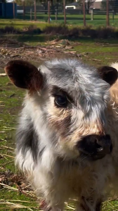 Desperate appeal to help find tiny steer Olaf