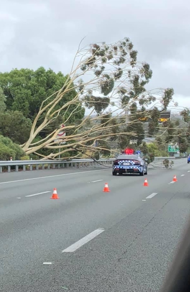 A tree fell on the M1 at Nerang, blocking two northbound lanes.