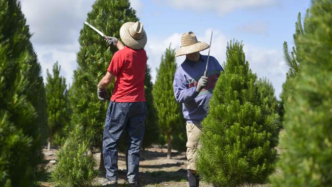 Owner Neil Cranston and employee Neale Drury pruning pine trees at Dandenong Christmas Tree Farm. Picture: Dannika Bonser