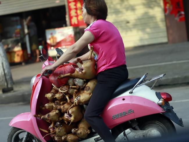 A shopkeeper collects dogs for sale. Many are sick or were caught with poison. Picture: Humane Society International