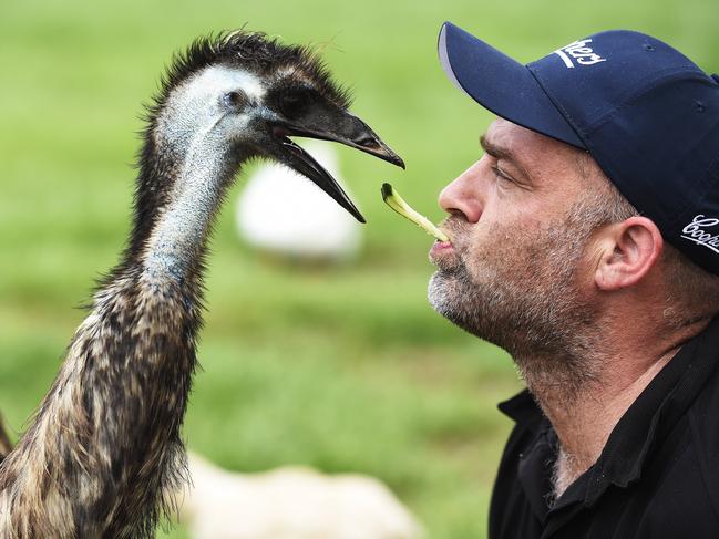 Berry Spring Tavern owner Ian Sloan feeds Steve the emu at the Tavern on Thursday, October 17, 2018.  Picture: Keri Megelus
