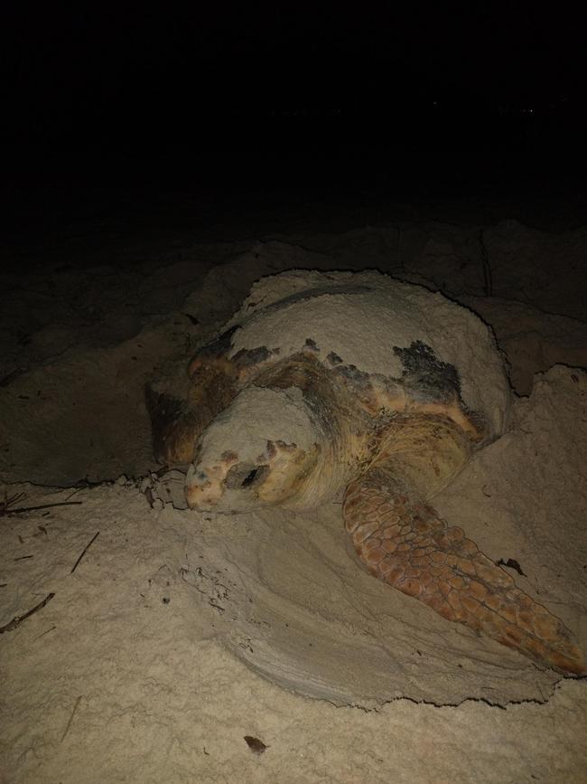 On Sunday, a Gold Coast local found a loggerhead sea turtle, which had burrowed itself within the sand dunes at Palm Beach, laid more than 40 eggs. Photo: Watergum Community