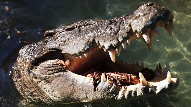 Rangers Spot Two Crocodiles In Maryborough River – The First Confirmed 