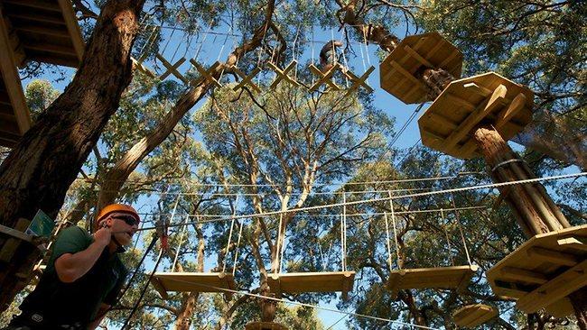 tree surfing