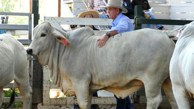 Stuart Vollmerhausen, and his wife Lynda, created the Rockstar Brahmans breed which regularly fetches prices north of $15,000.