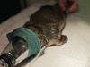 ‘Death trap’: Tragic end for platypus sparks warning