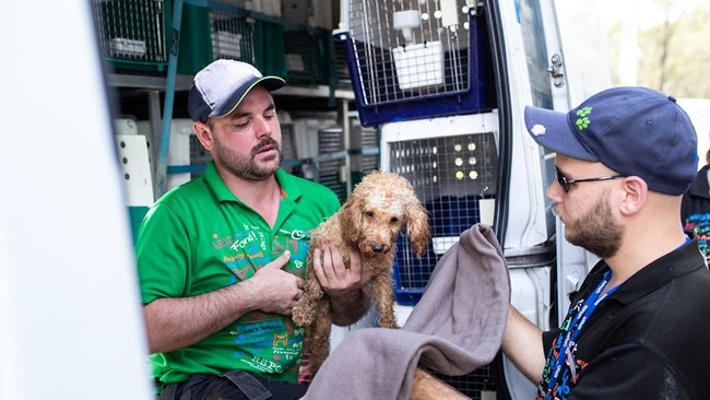 RSPCA staff take a dog into care during the raid on Storybook Farm. Picture: RSPCA 