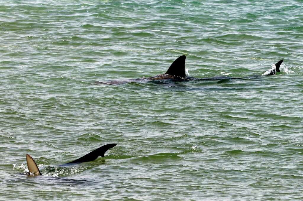 ‘Alpha predator’ sharks and humans clash on an Israeli beach