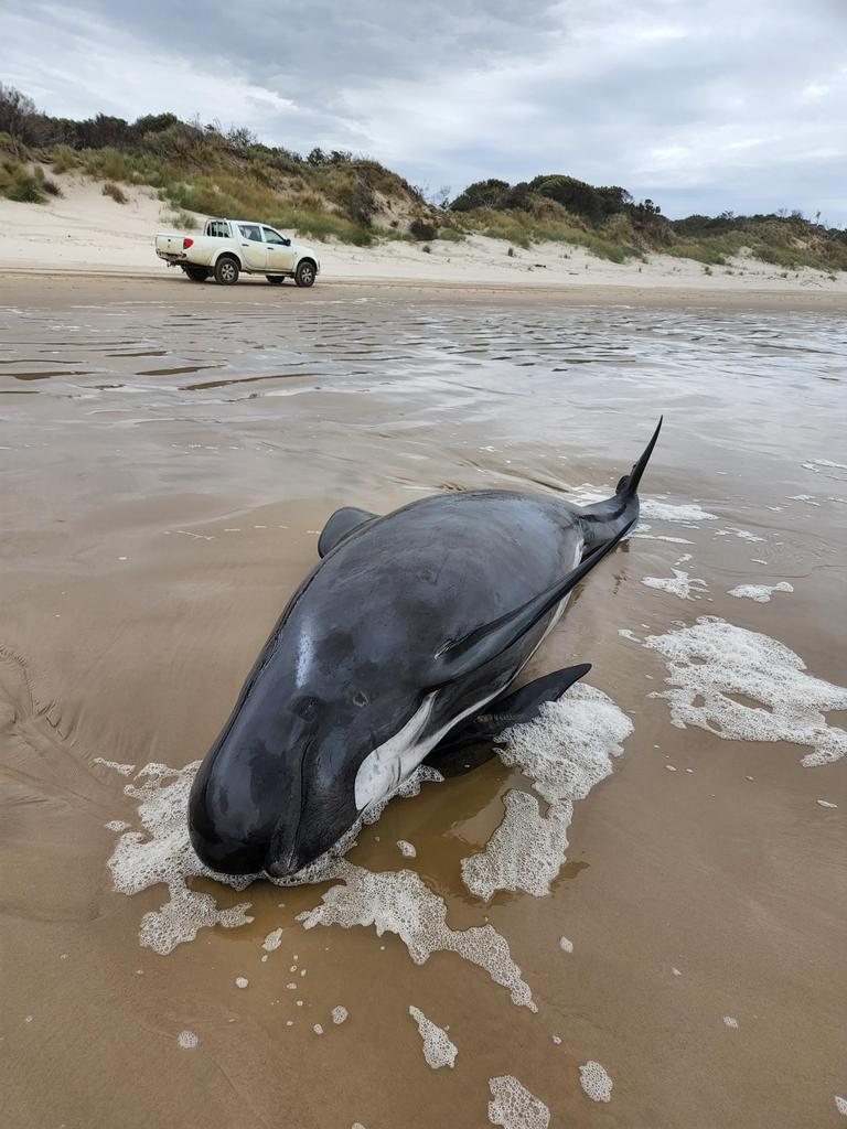 A baby pilot whale stranded on Ocean Beach near Macquarie Heads at Strahan. Picture Huon Aquaculture