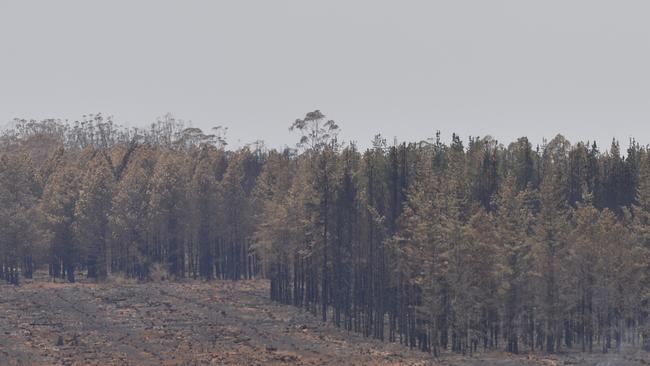 Smoke coming from Pechey State Forest in southern Queensland in November. . Picture: Kevin Farmer