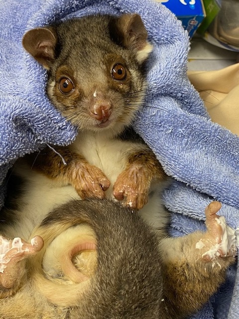 This possum is one of many animals that are feared injured in the Cherry Gardens bushfire. Picture: Minton Farm