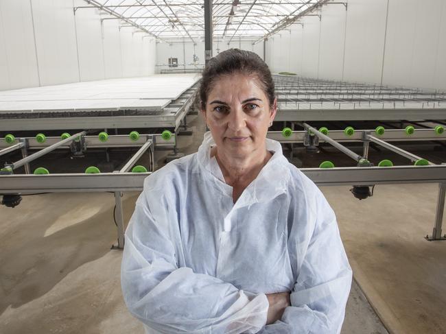 SA farms affected by a highly-contagious tomato virus. SA Tomatoes owner Oriana. They were a propagator of tomatoes that were believed to have had the virus, she destroyed nearly $1m of plants. 21st  November 2024 Picture: Brett Hartwig