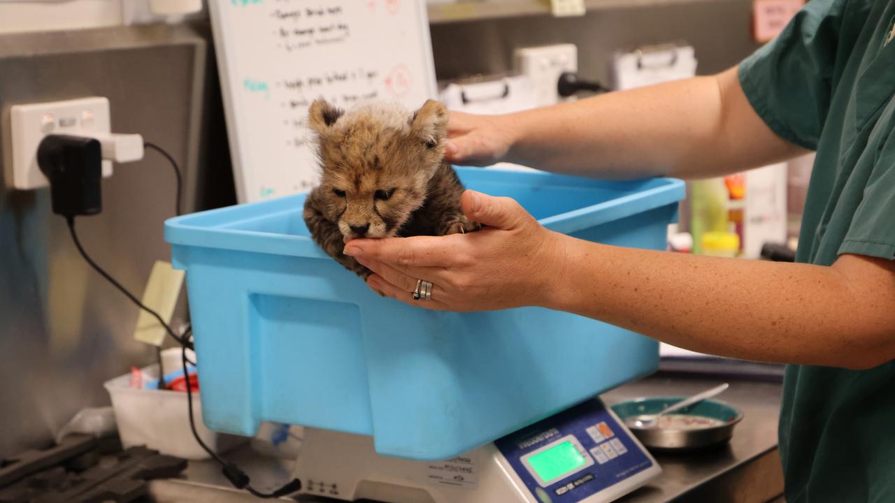The veterinary and zookeeping teams are keeping a close eye on the cub’s health and development. Picture: Taronga Western Plains Zoo