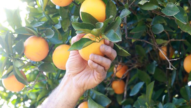 Pieceworkers should be paid a minimum wage equal to that of a casual farm worker, the Australian Workers Union argues. File picture: Andy Rogers