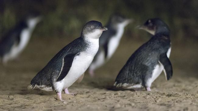 Watch Phillip Island’s penguins return to shore through Live Penguin TV each night.