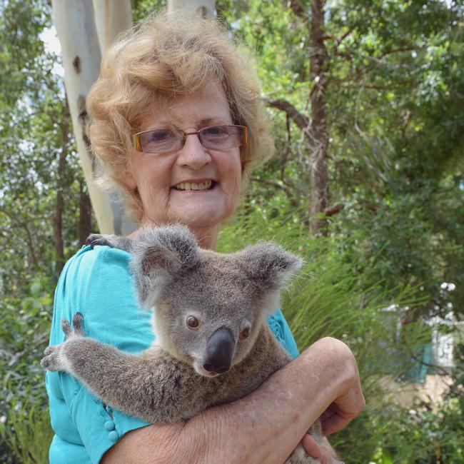 Karl the juvenile joey Koala being nursed by Paula Rowlands of Glastonbury. Photo: Greg Miller / Gympie Times