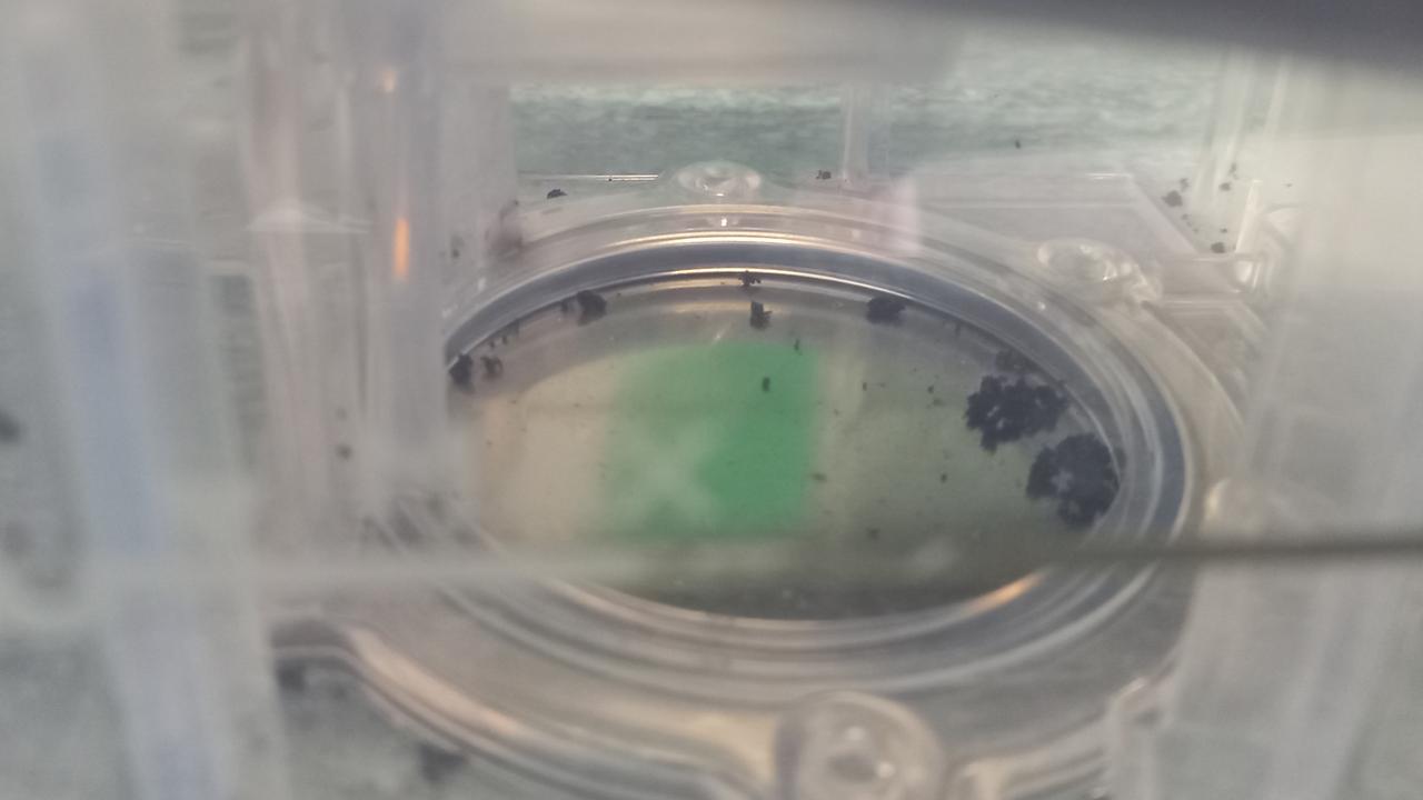 The black particles from a defective Philips machine used by one of the class action members. Picture: GMP Law