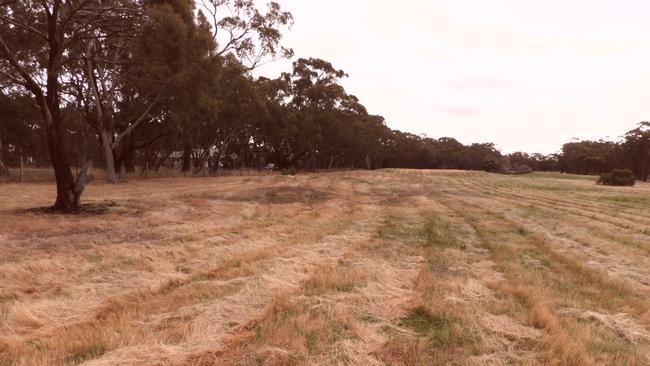 Some grass has been slashed at the abandoned Belair golf course alongside Upper Sturt Rd, but large sections are still wildly overgrown.