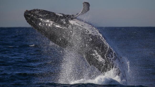 Greenpeace didn’t save the whales — switching from whale oil to petroleum and palm oil did.