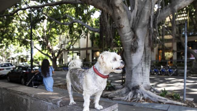 Alfie patrols James St. Picture: Mark Cranitch.