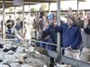 briefly hit more than 900c/kg carcass weight –