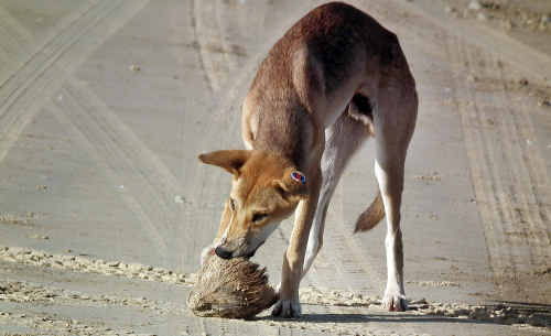 what do dingoes eat on fraser island