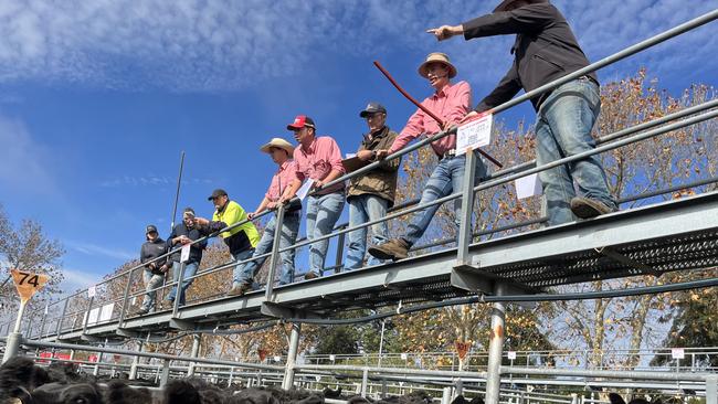 Selling action at the June store cattle sale at Gundagai in NSW, where 2100 were on offer at the annual fixture which shows signs of life after values fell week after week.