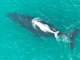 A rare white humpback whale has been spotted off Lennox Head. Photo: NBN News