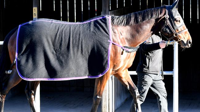 Champion mare Winx is seen in a stable ahead of competing in a barrier trial at Randwick Racecourse in Sydney, Tuesday, August 8, 2017. Winx has sent a message to her upcoming spring rivals with a surprise win in a barrier trial at Randwick. (AAP Image/Brendan Esposito) NO ARCHIVING
