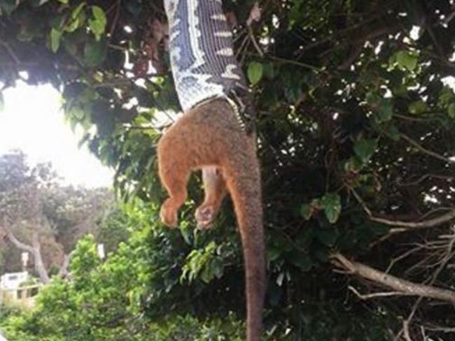 Snake eats possum. Picture: Michelle Hunjak