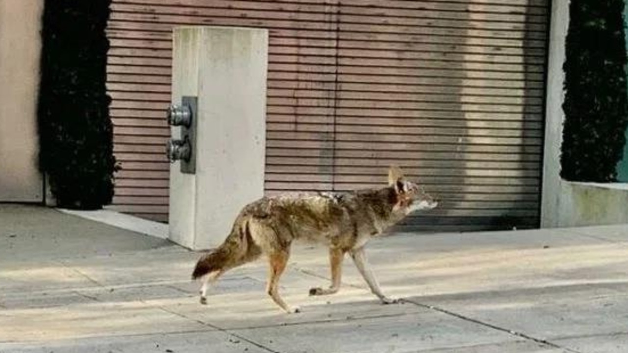 A coyote in San Francisco - the wolf-like predators have grown bolder as fewer people throng the pavements. Picture: Twitter/@manishkumar457