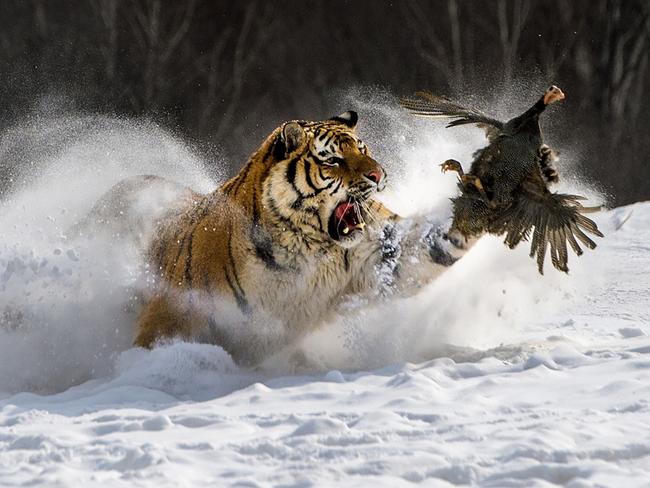 A powerful tiger chases a bird through the snow. Picture: Shouzhi Wang