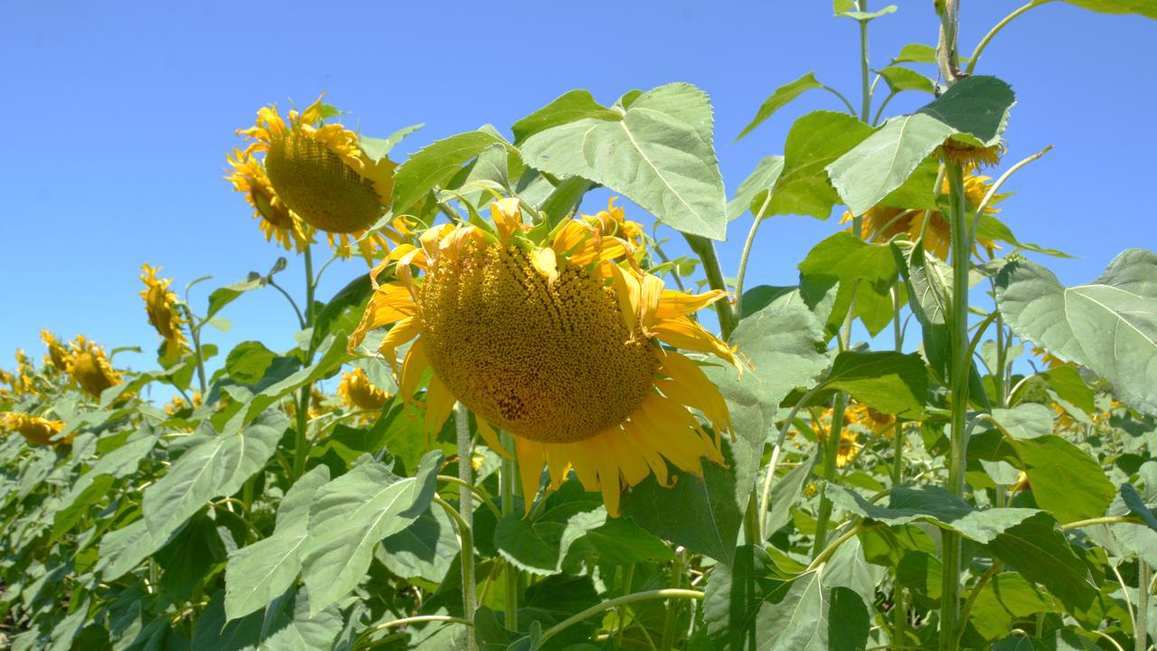 Lilyvale Flower Farm's impressive sunflower crop saw dozens flock to the sunny fields on Sunday, December 22, 2024. Photo: Jessica Klein