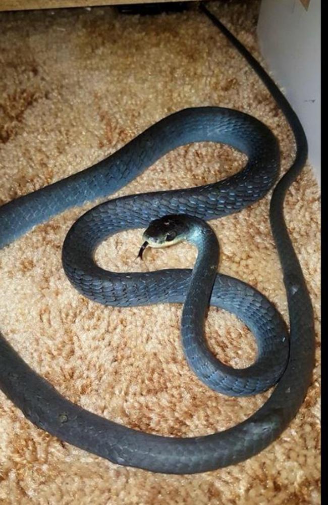 Gold Coast and Brisbane snake catchers Tony and Brooke catch a snake. Photo: Facebook