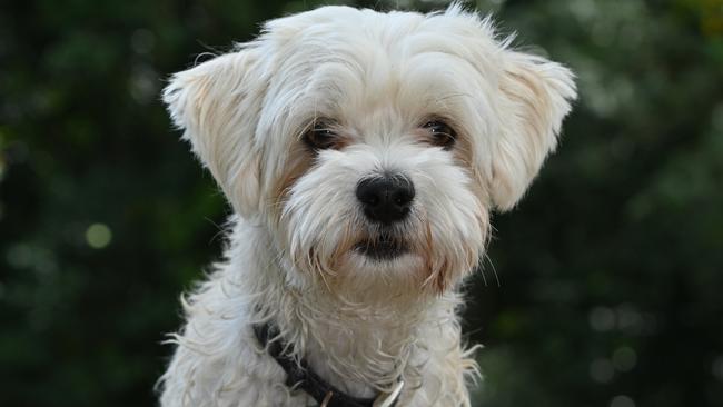 Little Don cools off at the Goomboora dog park. Picture: Emily Barker.