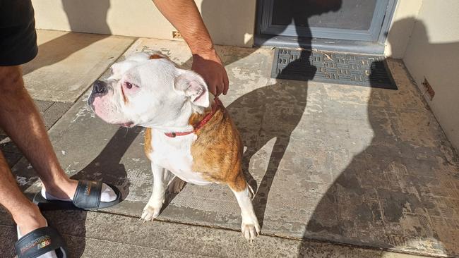 Luna the dog was lucky to escape the flames and is now with neighbours. Picture: Aden Hill