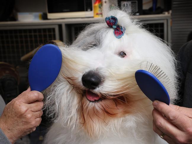 V Weekend feature on competitors in the Melbourne Royal Show's Best In Show contest. Feature to run September 16 or 23. Old English Sheepdog Sugar gets a final brush after her bath and grooming session.                  Picture: David Caird