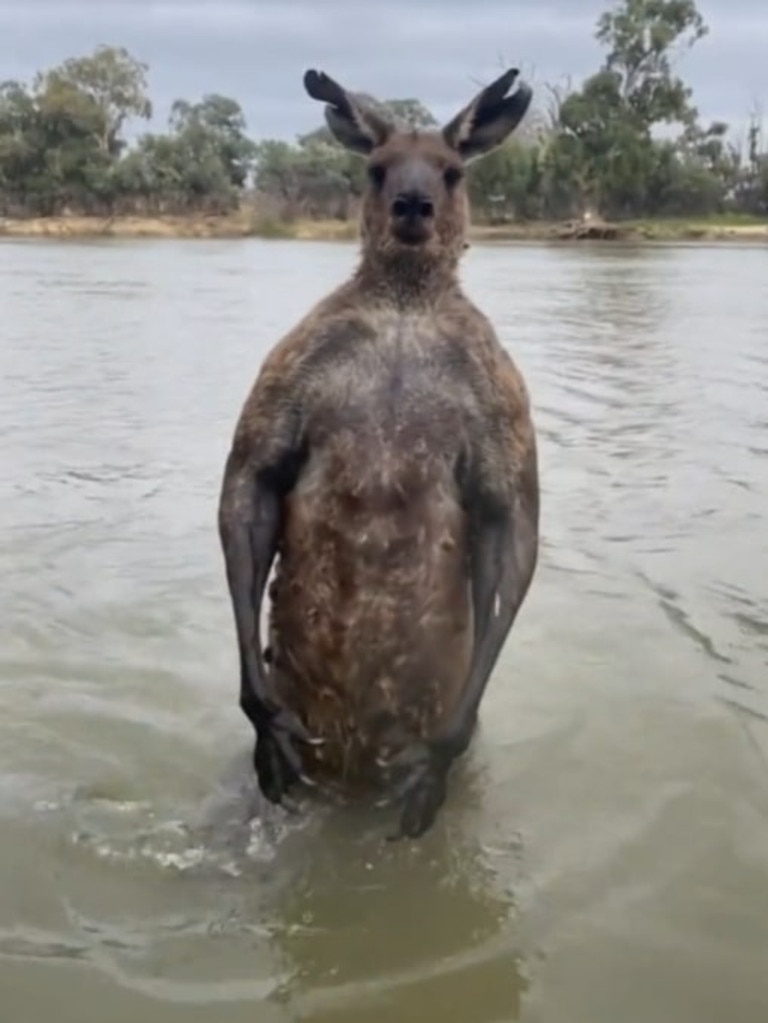 The kangaroo flexed its muscle as the man retreated to shore. Just look at those claws. Picture: Tik Tok