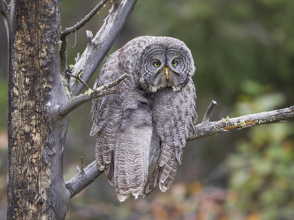 After doing some elegant stretching, this Great Gray Owl gives up the pretence, slumps and seems to say “is Monday over yet?” Picture: John Blumenkamp