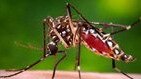 The aedes-aegypti mosquito which causes dengue fever.