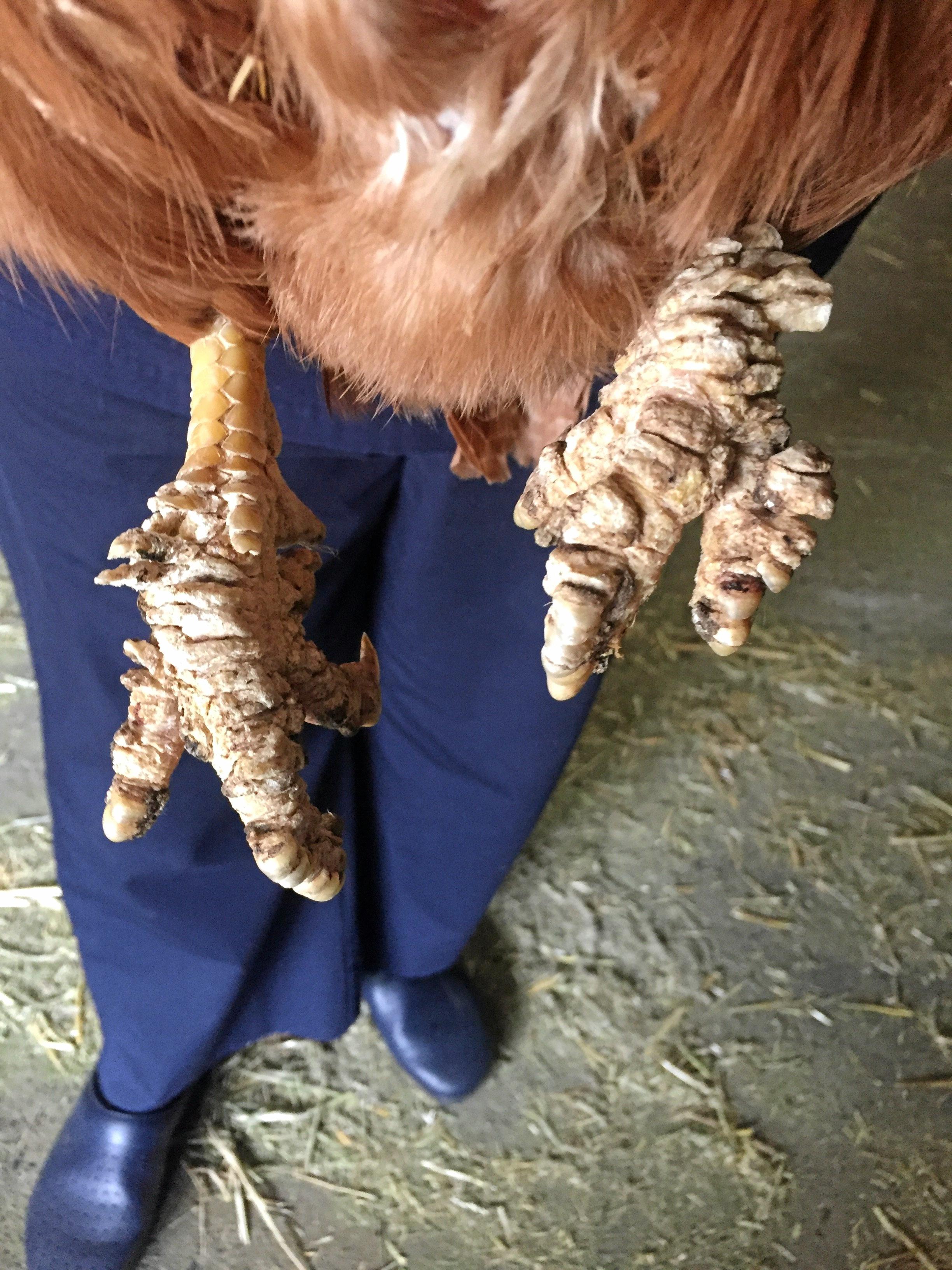 Photos taken at Stocks Produce during an RSPCA investigation in to the business' care of the animals it had for sale.