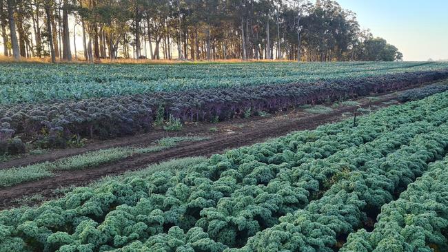 Kale crops growing on the Three Ryans property.