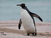 Onlookers stunned as king penguin appears 6000km from home